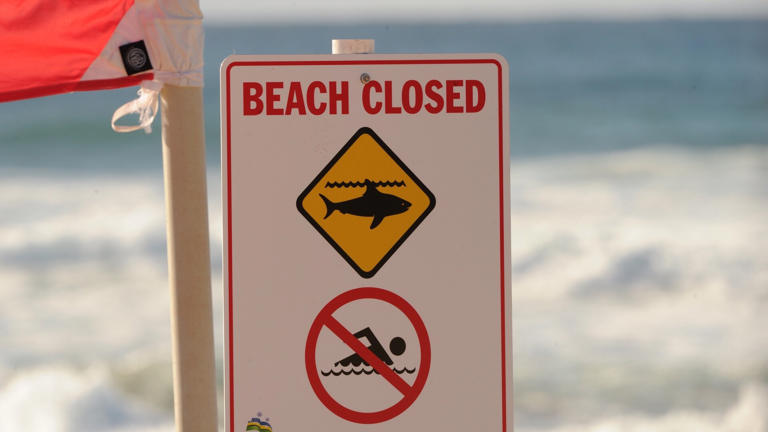 'Mitigate the risk': Calls for shark cull grow after mother mauled at ...