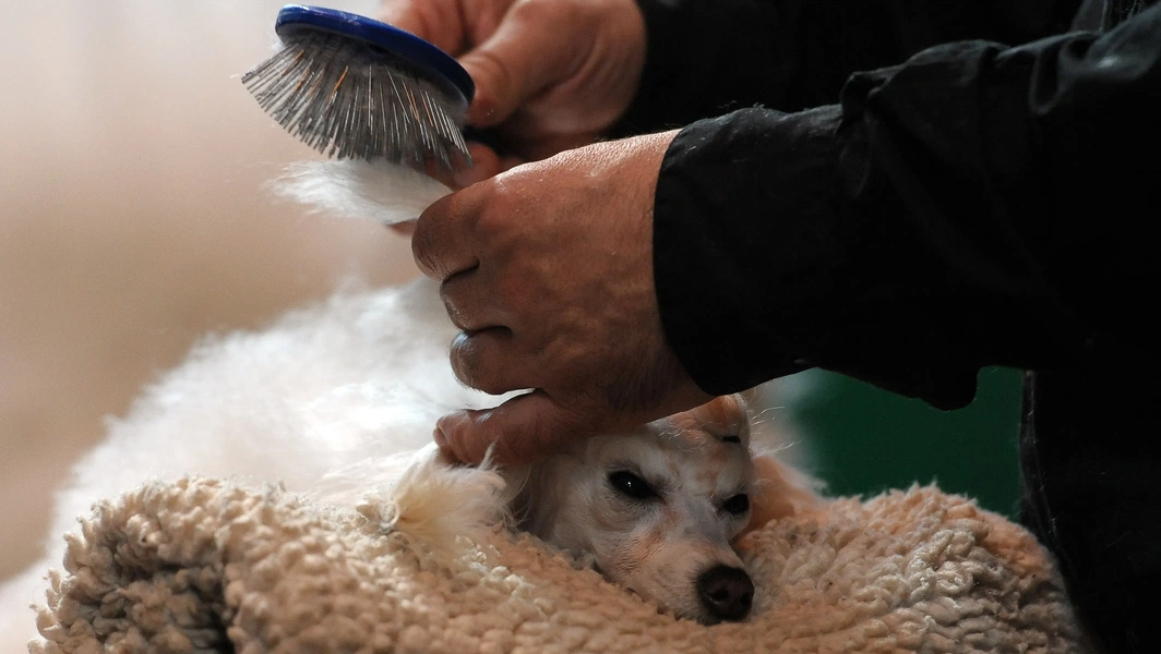 Photo inspiration: 10 Low Shedding Dog Breeds For Tidy Homes Photo Inspiration
