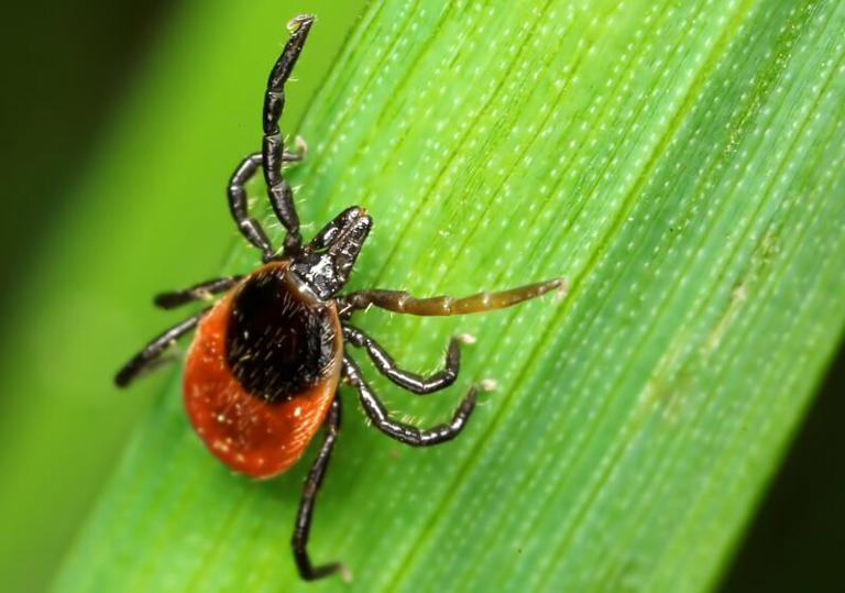 Californian is infected with rare tick-borne illness. What to know ...