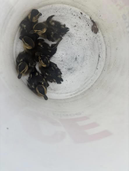 Rio Rancho Fire and Rescue saves ducklings from storm drain