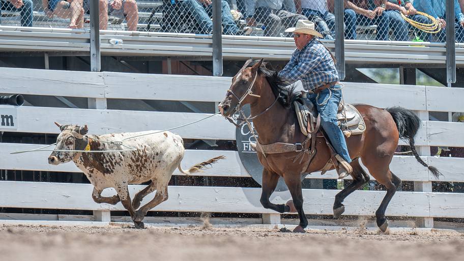 Competitive drive keeps veteran steer roper Cody Lee pushing for more