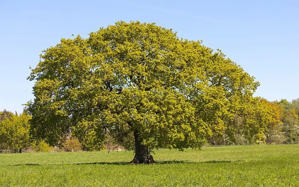 Experts urge mulch over root cutting to protect mature trees