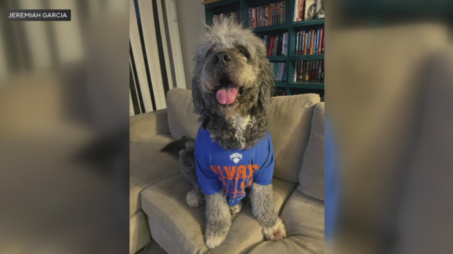 Dog fatally shot by LAPD officers in San Fernando Valley after ...