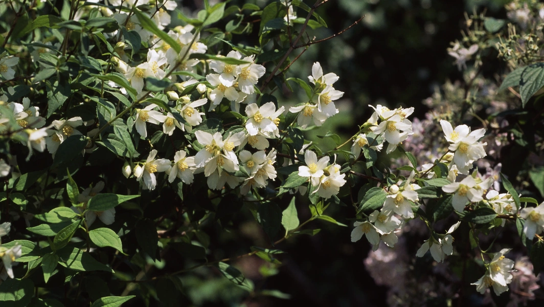 9 fragrant flowering shrubs for year-round garden appeal