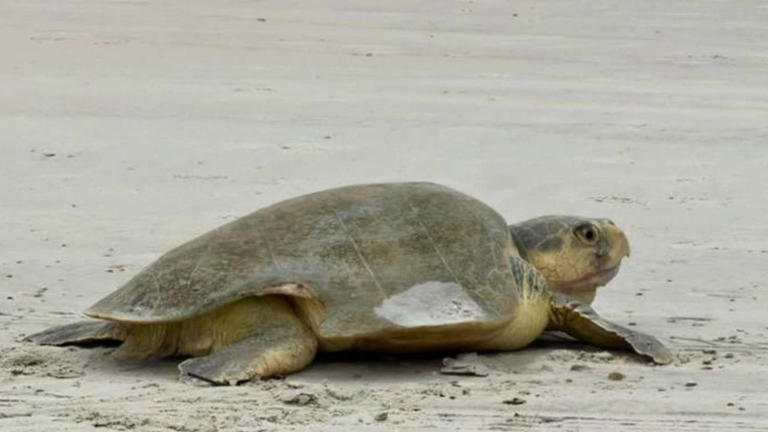 Volusia County’s 2026 sea turtle nesting season sets new record