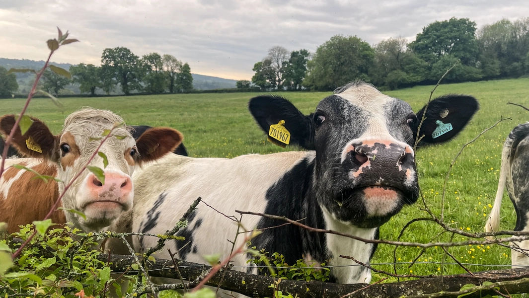 GB dairy farm numbers drop below 7,000 amid industry pressures