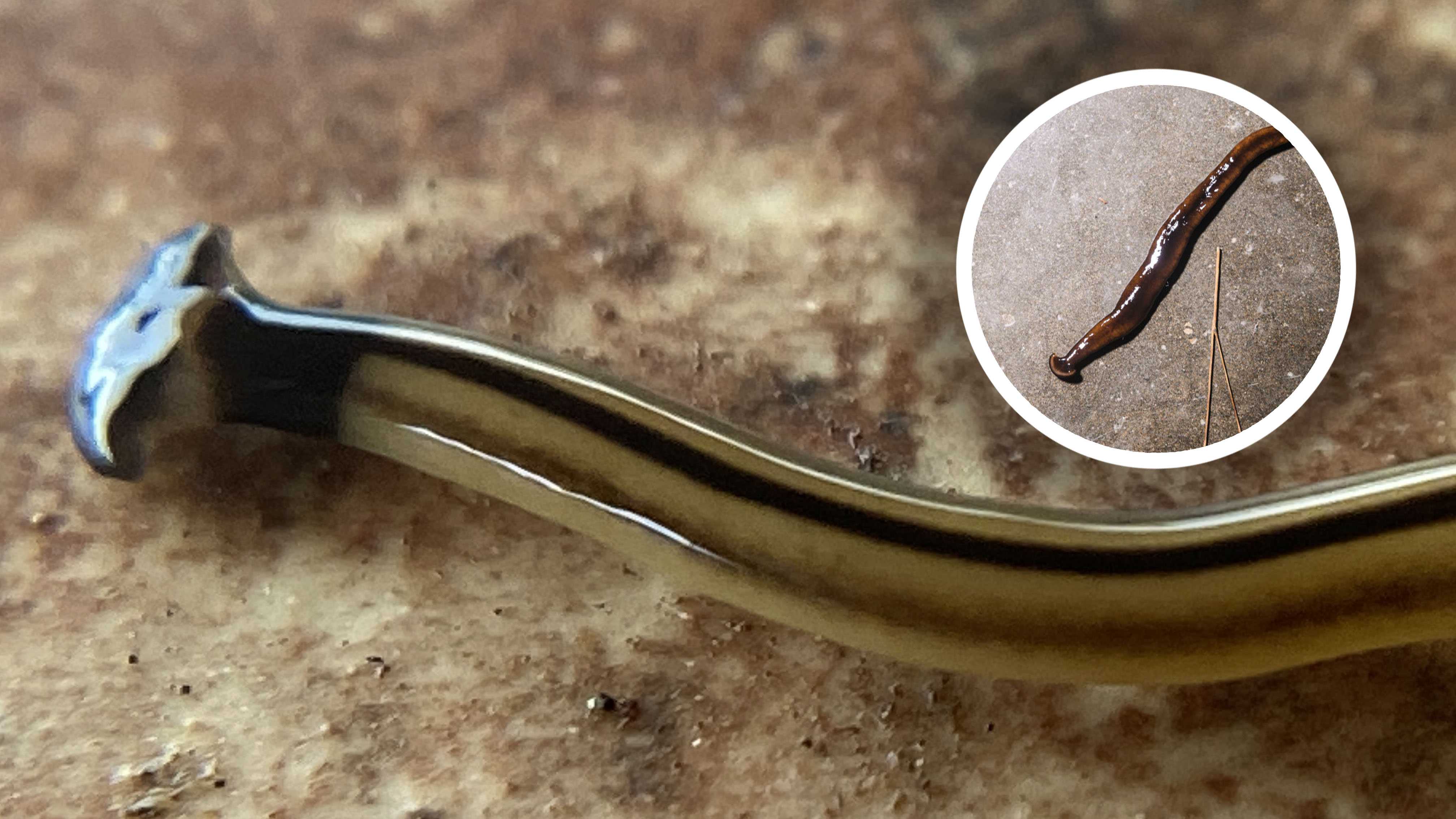Don’t touch: Hammerhead worms are toxic and invasive – and they might ...