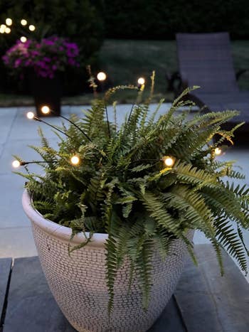Potted fern plant with small lights draped around it, set on a patio with a lounge chair and flowering bush in the background