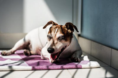 犬の『呼吸が普段と違う』考えられる理由5つ 危険な症状を判断する方法まで