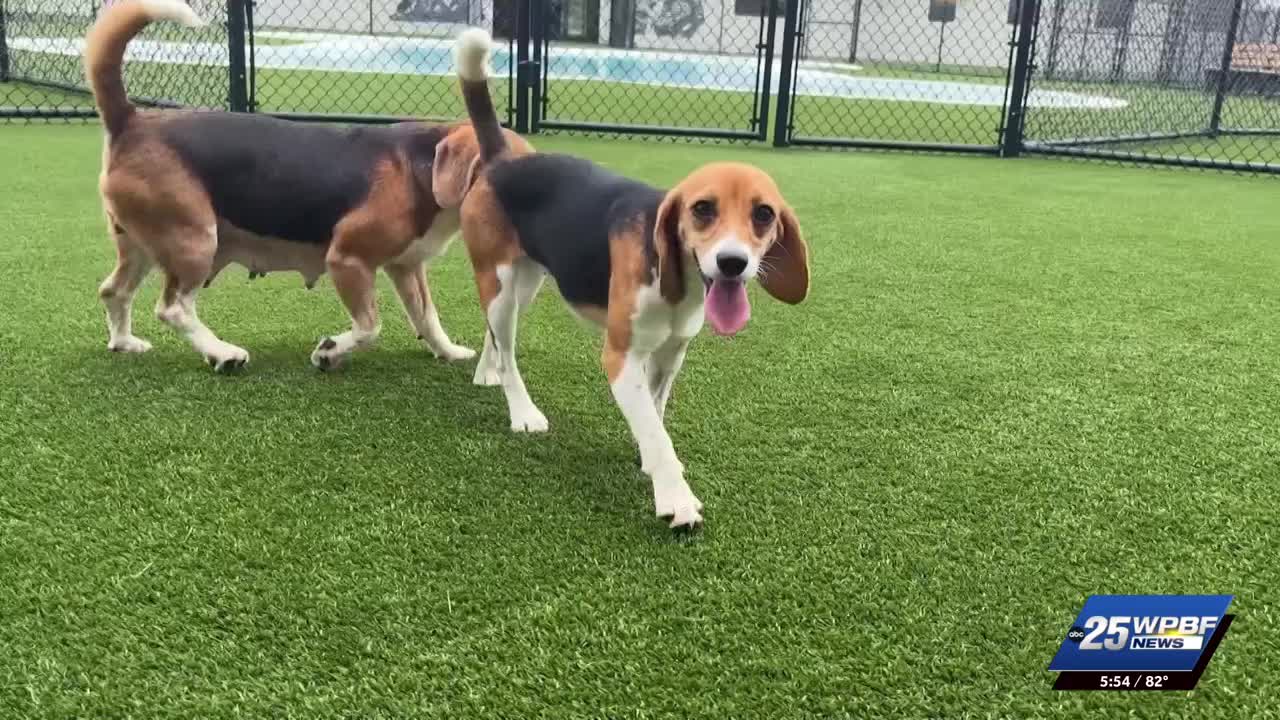 Wisconsin beagle farm closing and hundreds of its dogs will be sent to ...