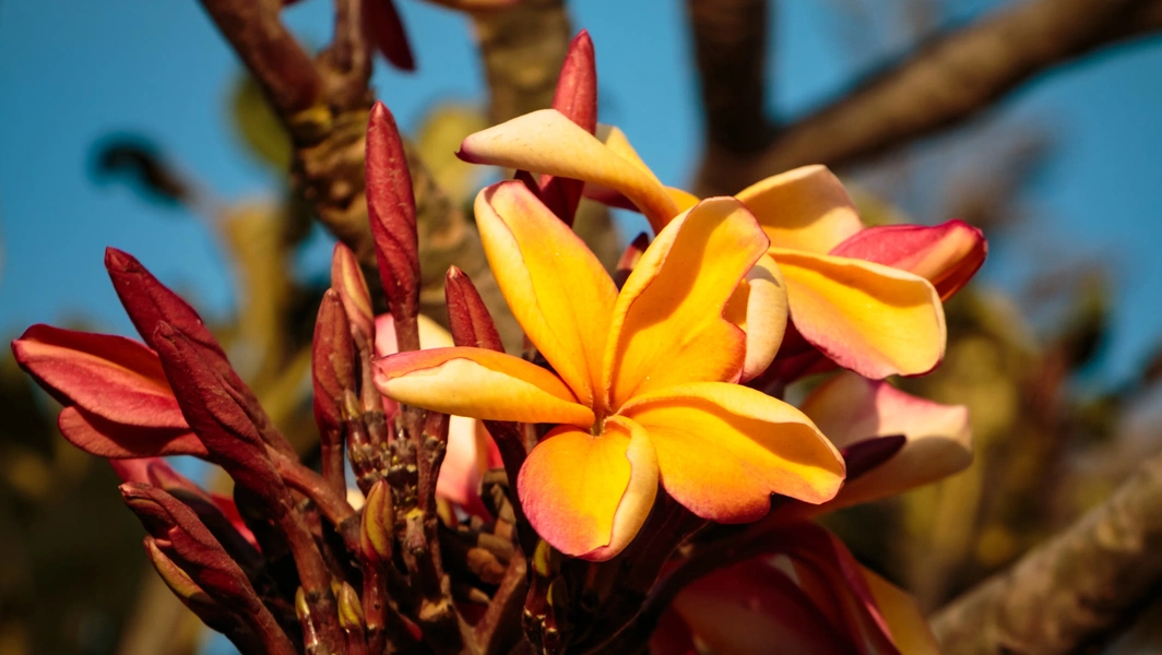 Plumeria care tips for dreamy fragrant blooms