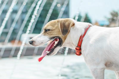 犬の『呼吸が普段と違う』考えられる理由5つ 危険な症状を判断する方法まで