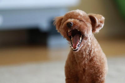 犬の『呼吸が普段と違う』考えられる理由5つ 危険な症状を判断する方法まで