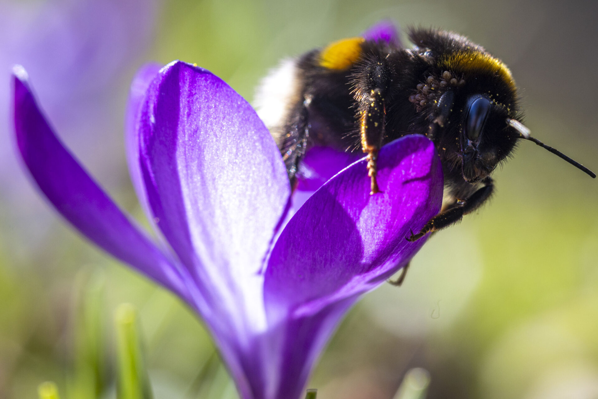 Bees can use tools and solve problems