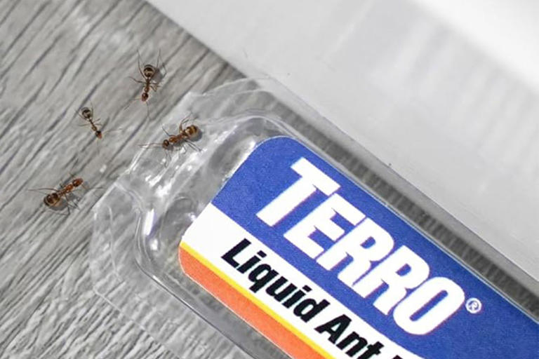 I asked an entomologist how to get rid of bugs and other kitchen pests ...