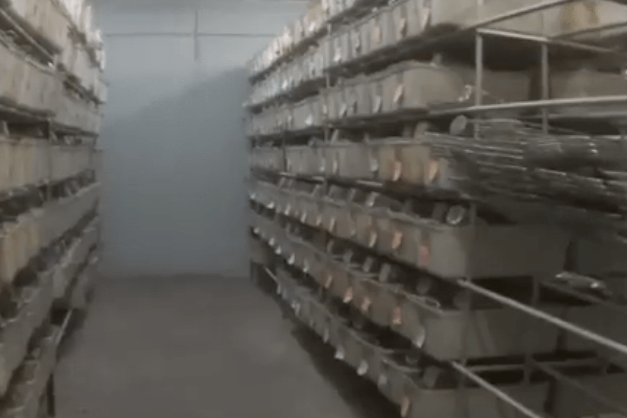 The hidden factory farms behind America’s pet snake boom