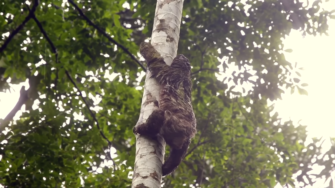 Watch a sloth drop from the canopy – 