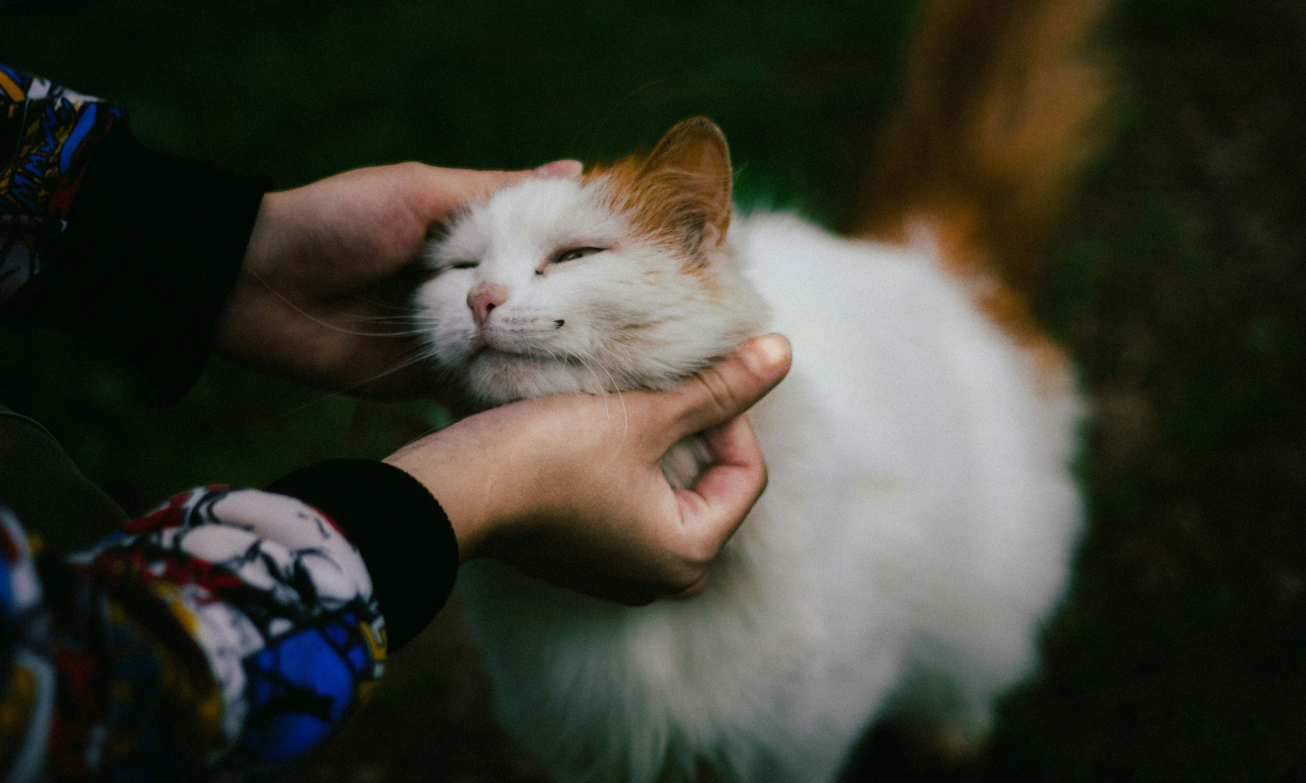 Dozens of stolen cats reunited with owners after Vietnam rescues 400 ...