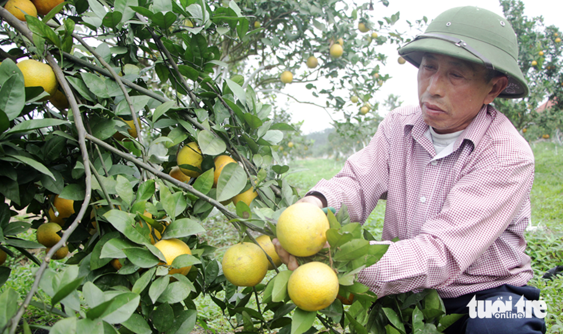 Vì sao thương hiệu cam Vinh đang mất dần?