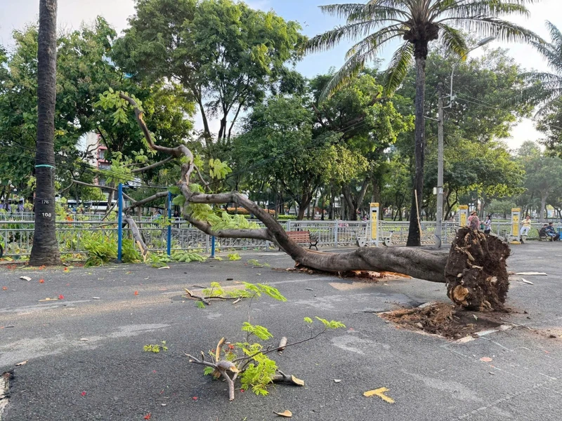 Cây phượng bật gốc ở trung tâm TPHCM khiến nhiều người hốt hoảng