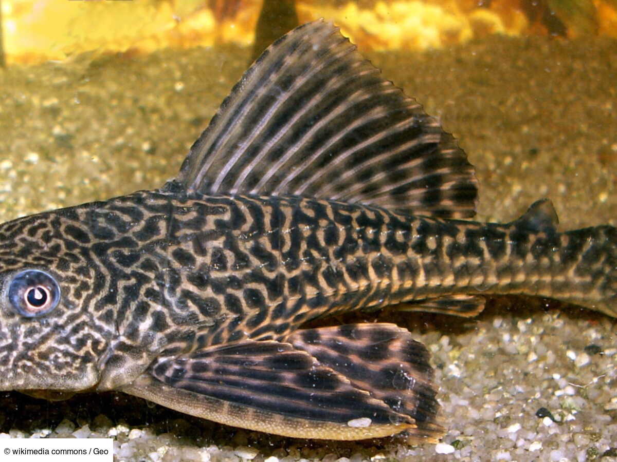 Qui est le sapu-sapu, ce poisson invasif qui survit dans les eaux toxiques?