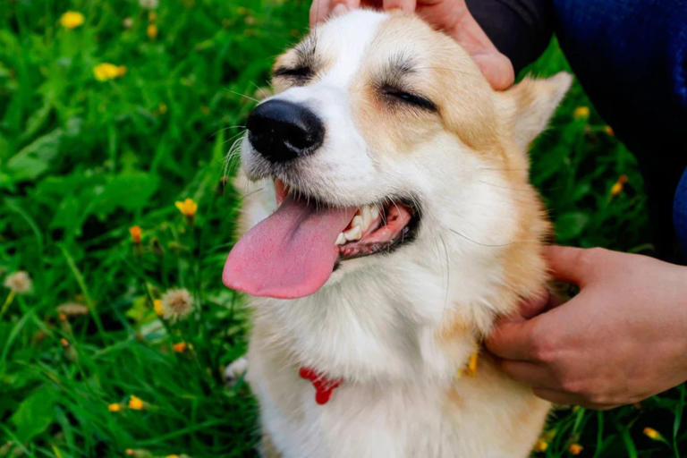 Out of pet food? Rural dog and cat owners use this trick to keep their ...