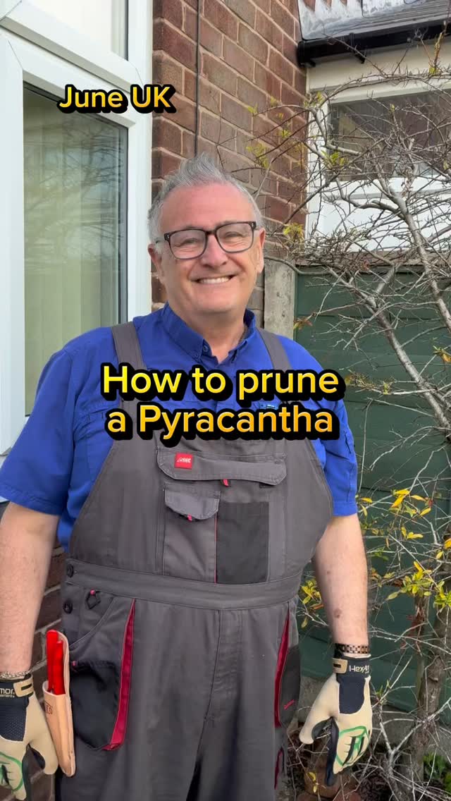 Prune pyracantha safely with thorn protection gloves
