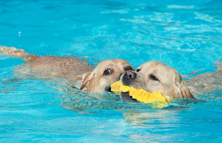Dogs with webbed feet 2026: Here are 11 breeds of adorable dog that are ...