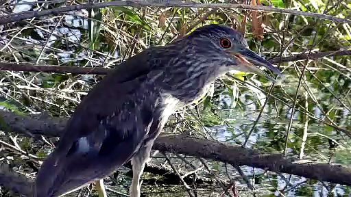 Person spots black-crowned night heron by pond