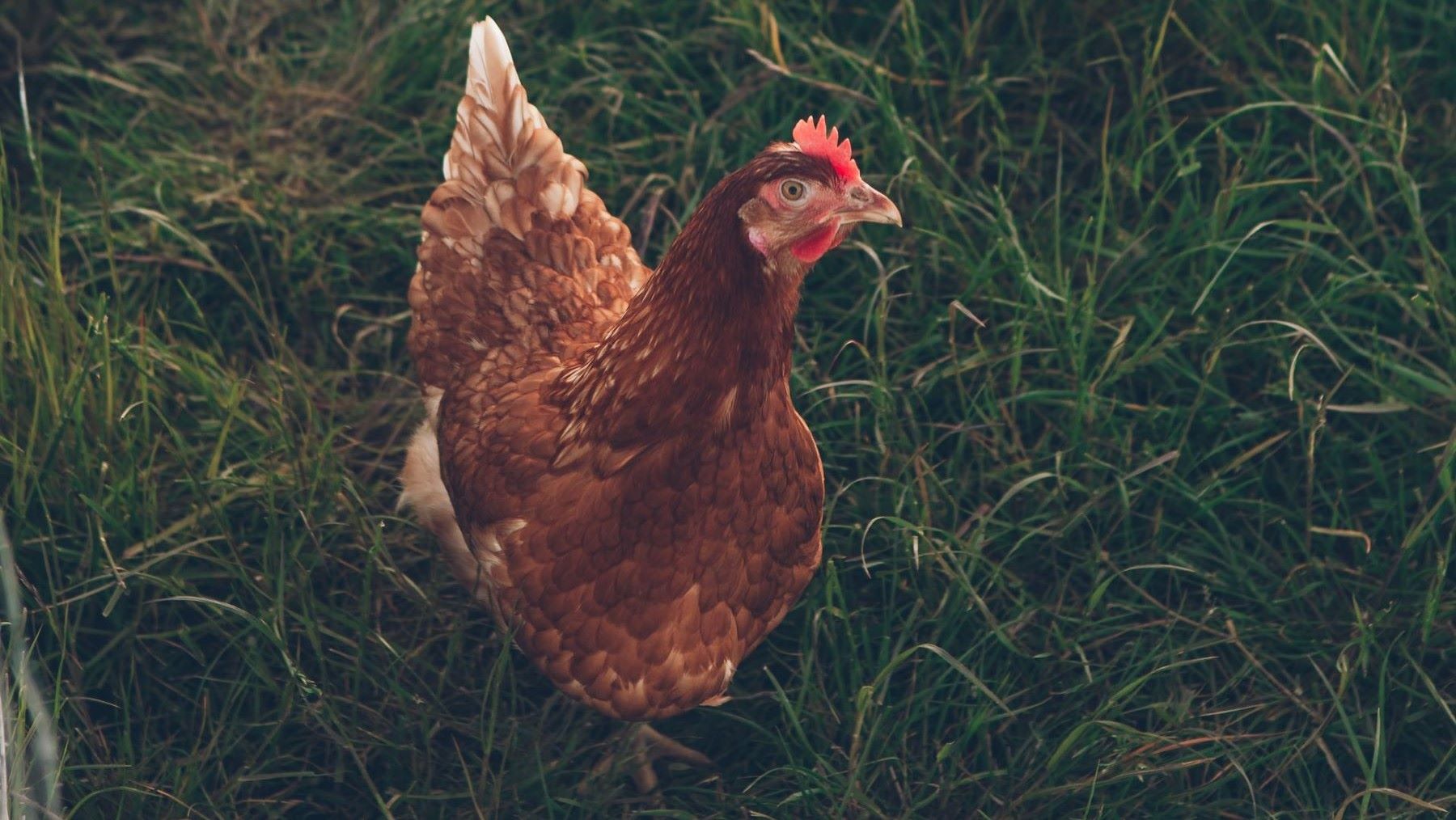 Lo que no sabías sobre los pollos y cómo reducir su consumo sin ...