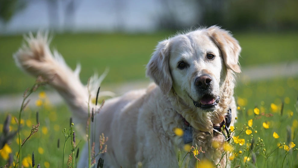 Beautiful view of Causes Puppies To Eat Grass Regular