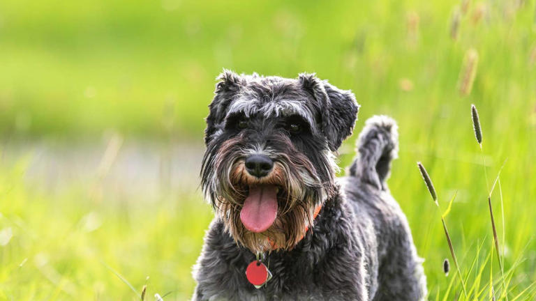 7 best guard dogs for seniors