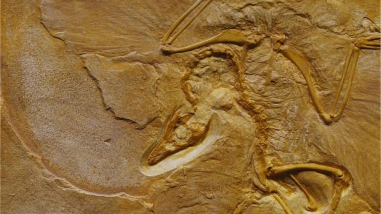 From Tharosaurus to Rajasaurus: These 8 dinosaurs have Indian names