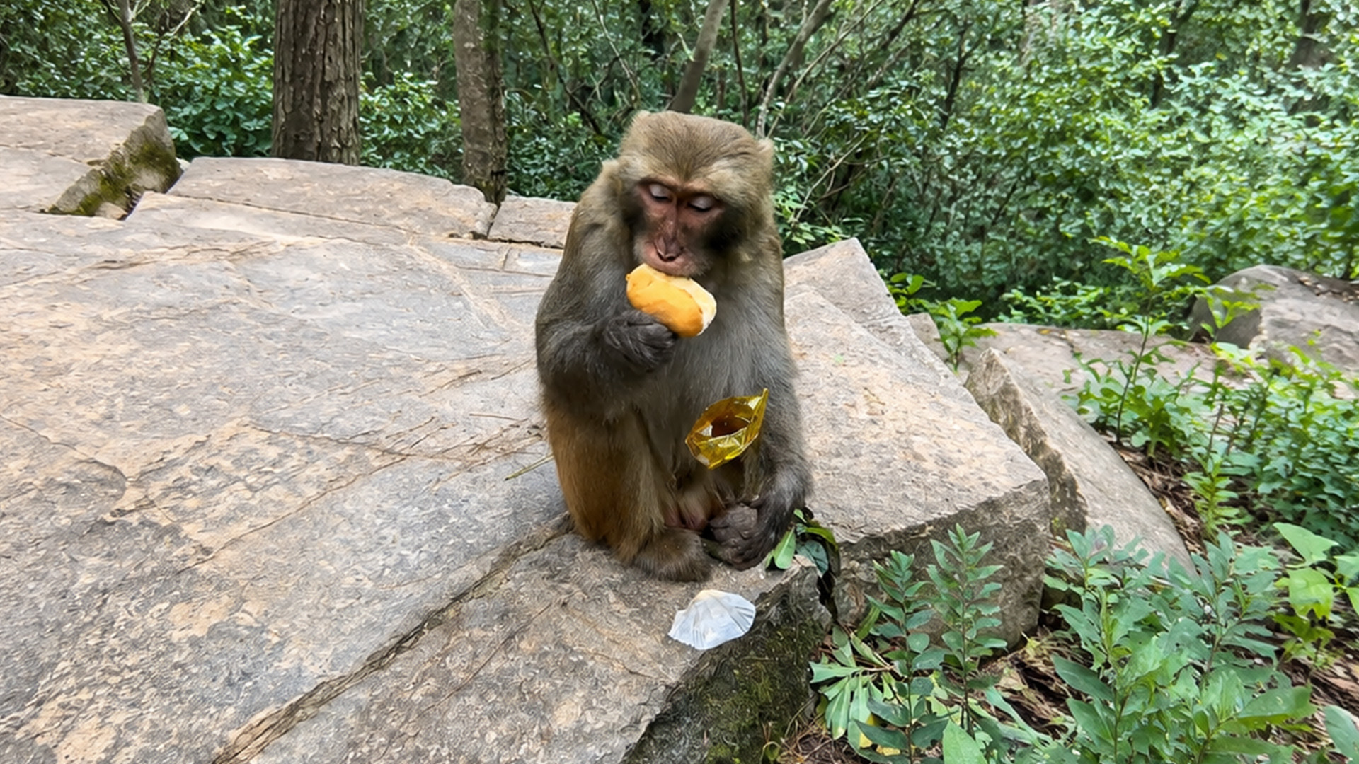 A monkey enjoys bread while resting among forest rocks