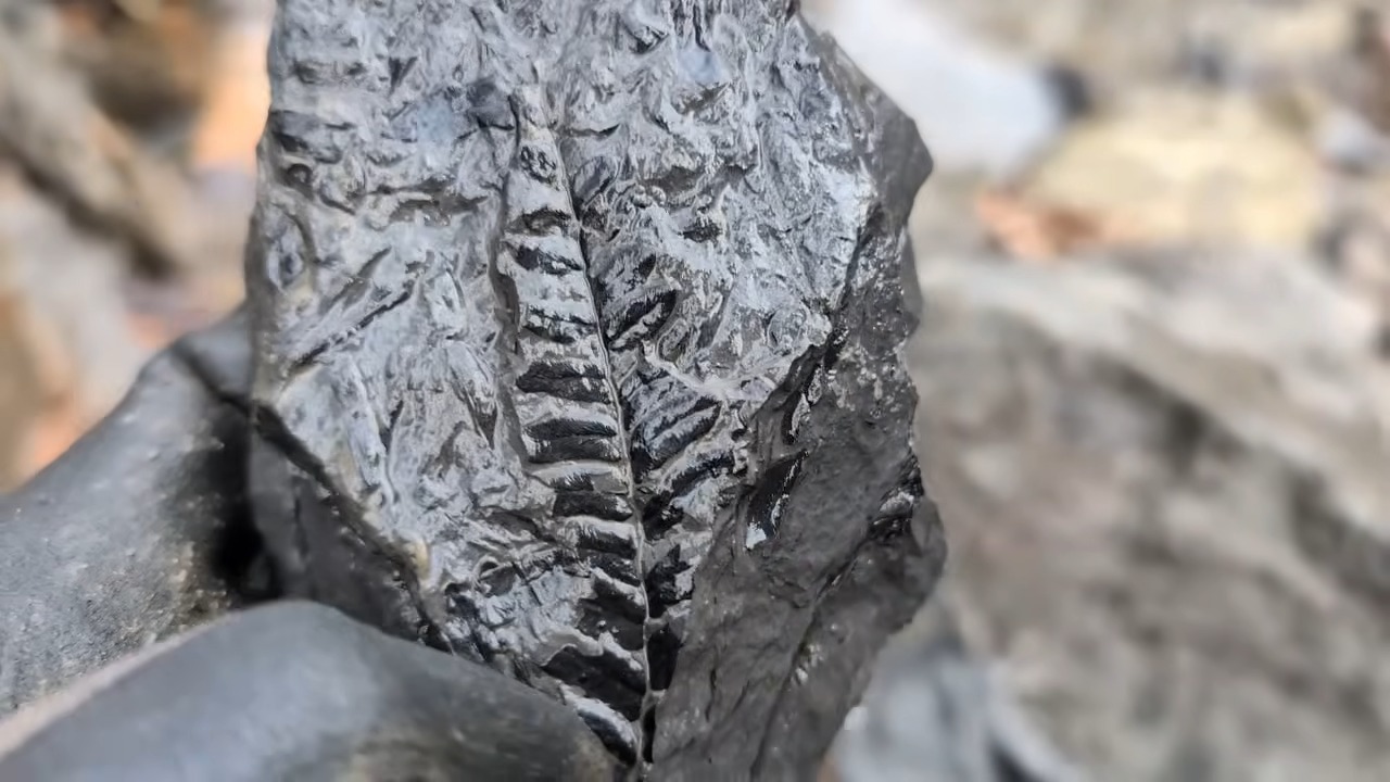 They split open Alabama rock, “320 million years old,” then a fossil ...