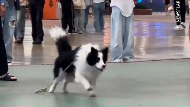 Border collie can't wait to get into splash zone