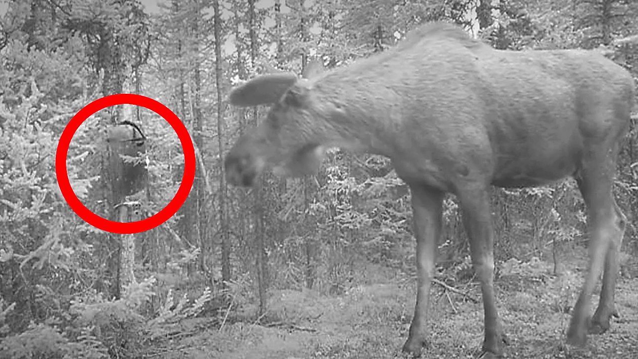 Moose spooked - by its own reflection