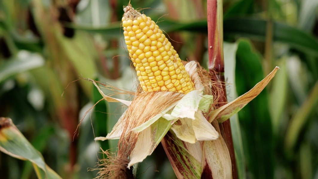 10 funny gardening mishaps and unusual plants