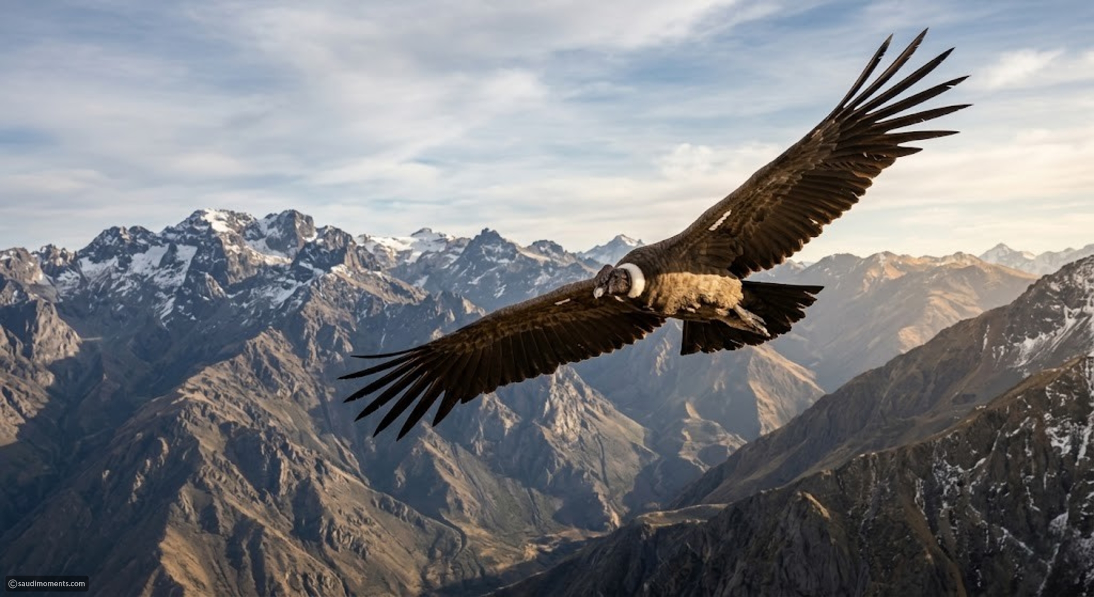 Birds with the widest wingspans meet 10 sky giants