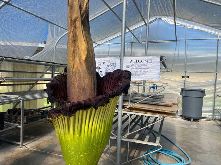 ‘Such an honor’: Rare corpse flower blooms in Winfield