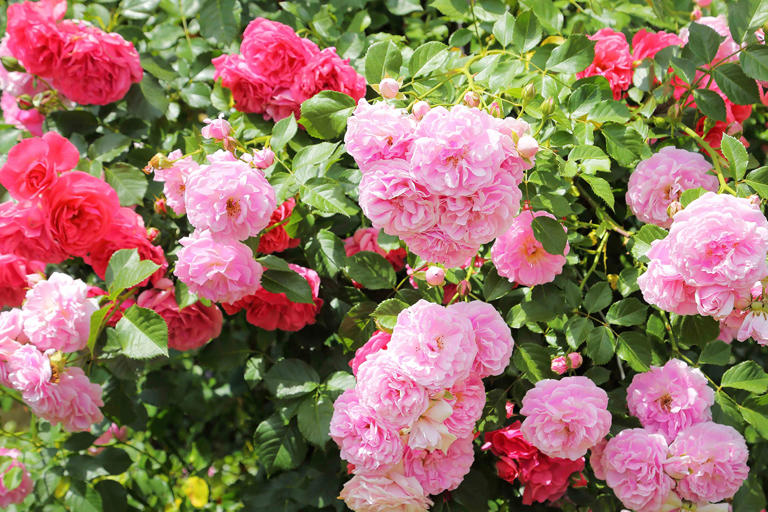 How to keep roses blooming all season long, according to rosarians