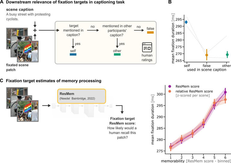 Gazing longer at something contributes to memory encoding, study finds