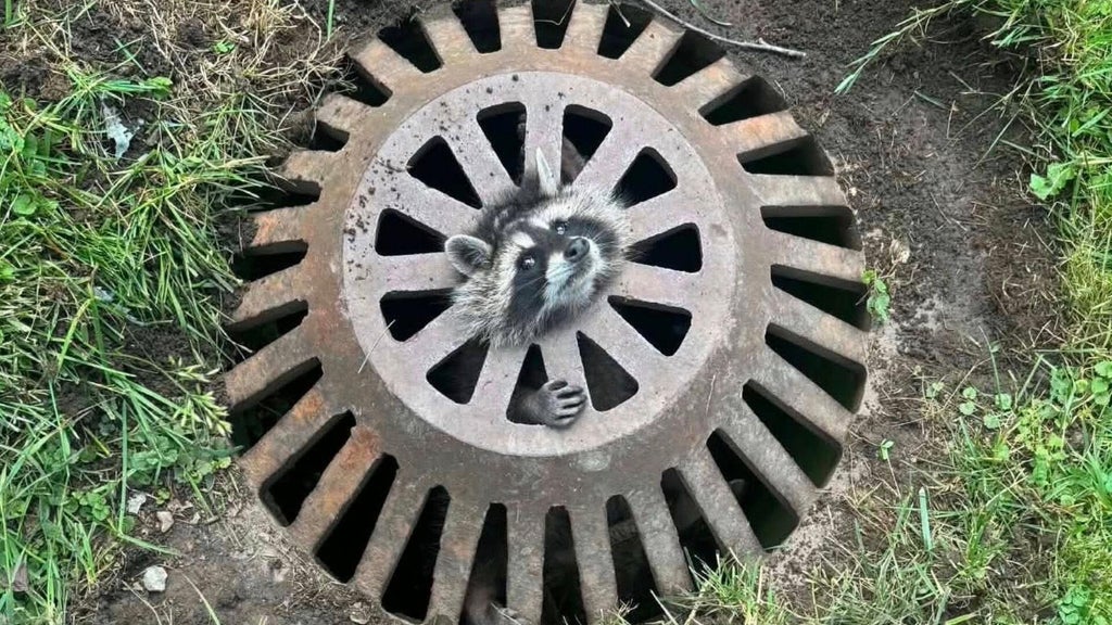 One raccoon's head stuck through sewer grate, another clawing to escape ...