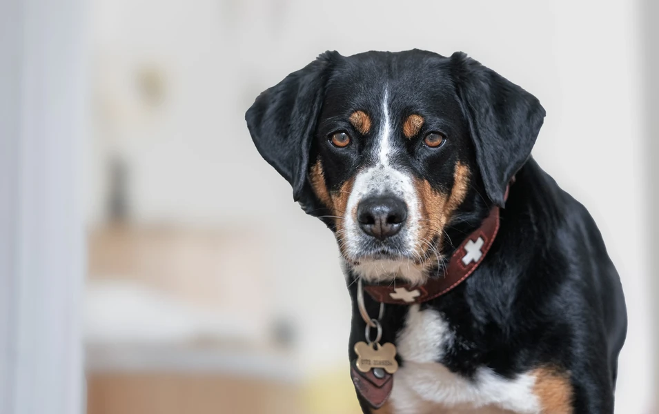 Read your dog's mind through body language