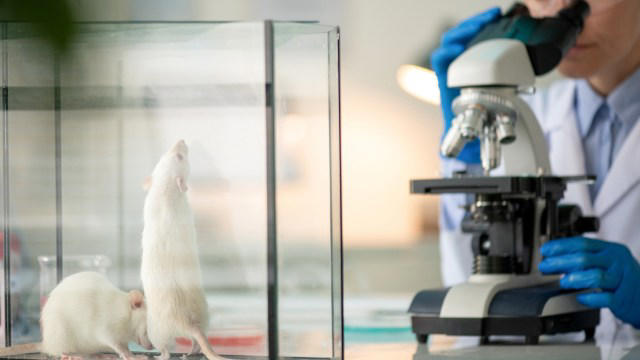 Researchers block one chemical tag, and only female rats fail to form ...