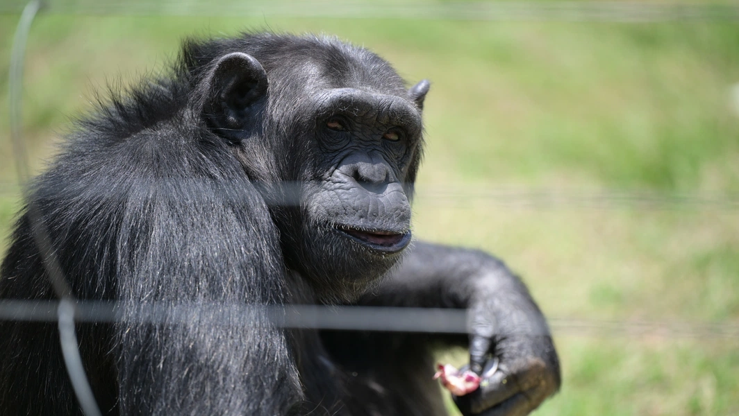 Primate self-awareness and human influence