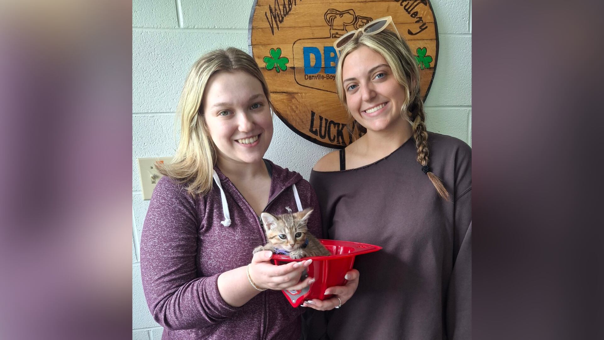 Kitten found in drain finds forever home after being rescued