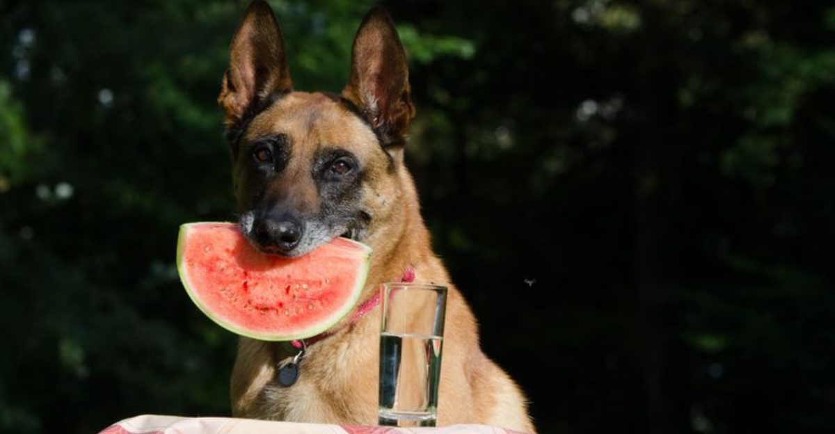 14 lovable dogs that keep owners busy – and 3 surprisingly tidy breeds