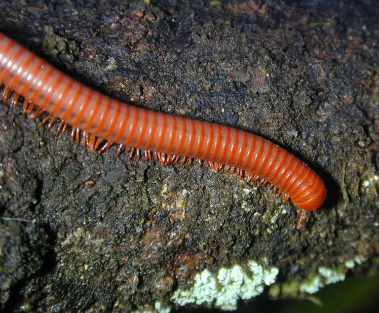 Millipedes beat vertebrates onto land by 80 million years, and a new ...