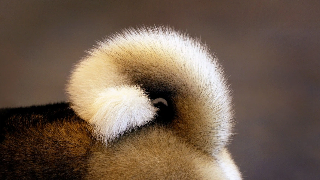 Read your dog's mind through body language